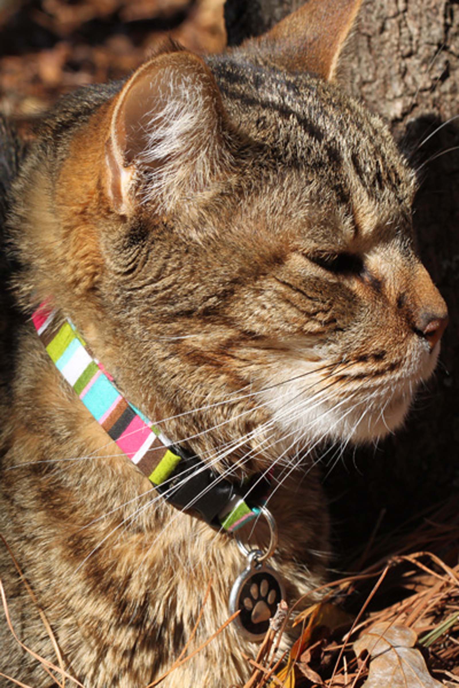 Thanksgiving cat outlet collars